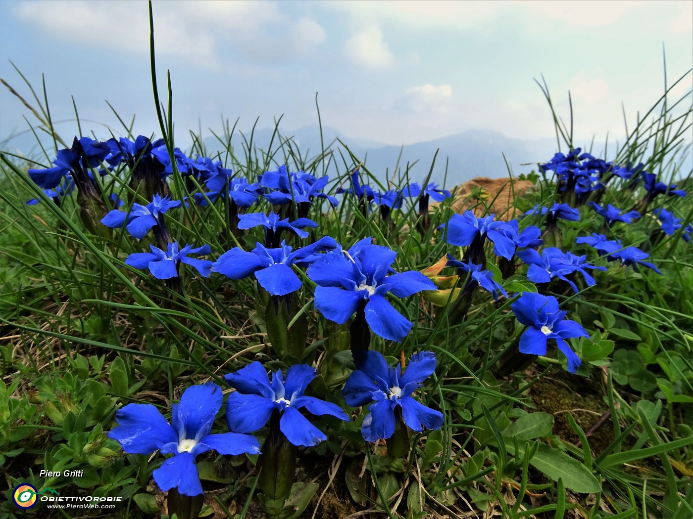 85 Genzianelle di primavera (Gentiana verna).JPG